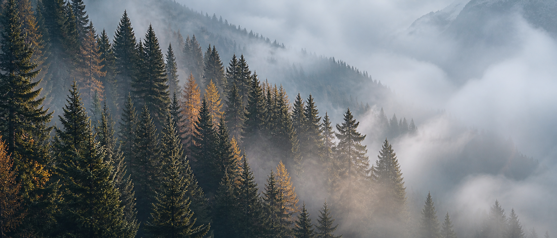 Bosque con niebla suave